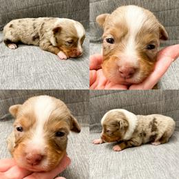 Red Merle male - Red merle male Toy Australian Shepherd puppy in Brooker, Florida from Honey, I Shrunk the Aussies