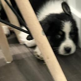 Boy3-Skye - Black tri-color male Australian Shepherd puppy in Welda, Kansas from McDaniel Aussies of Kansas LLC