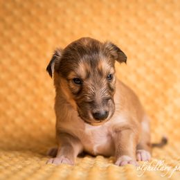 Silken Windhound Puppies from Amethyst Silken Windhounds