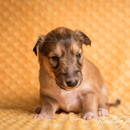 Silken Windhound Puppies from Amethyst Silken Windhounds