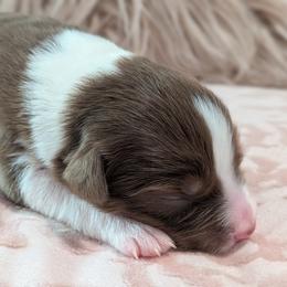 Carnation - red tri female - Red tri-color female Australian Shepherd puppy in Texas from Wray Aussies
