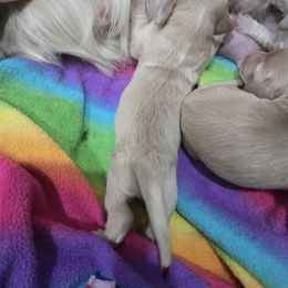 Red - Cream male Dachshund puppy in Fulton, Missouri from New Hope Dachshund Puppies
