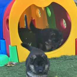 German Shepherd Puppies from Golden Ridge