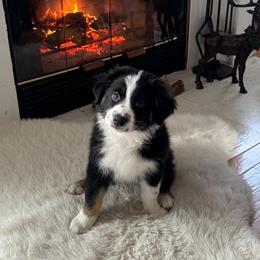 Cortado - Black tri-color female Australian Shepherd puppy in Redding, California from Drummond Aussies