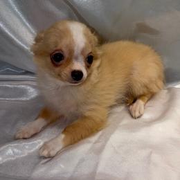 Bowie - Red and white male Chihuahua puppy in Palmyra, Indiana from Country Star Chihuahuas