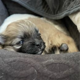 Pomeranian Puppies from Lilikoi Poms