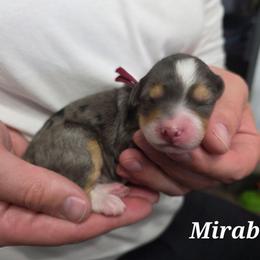 Mirabel - Tri-color female Bernedoodle puppy in Blackfoot, Idaho from Draper Mountain Doodles