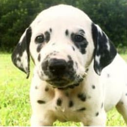 Dalmatians from Chasing Dalmatians