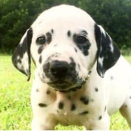 Dalmatians from Chasing Dalmatians