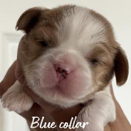 William - Blenheim male Cavatzu puppy in Oklahoma from Rocky Oak Cavaliers & Biewer Terriers LLC
