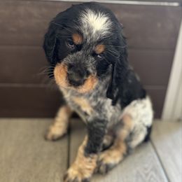 Sparrow - Tri-Roan female English Springer Spaniel puppy in Robesonia, Pennsylvania from Rogue Mountain Manor