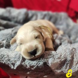 Yellow - Golden female Golden Retriever puppy in Lucasville, Ohio from Halo Kennels