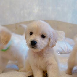 Golden Retriever Puppies from Goldens of Hope