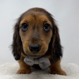 Lennon - Red male Dachshund puppy in Pulaski, Tennessee from Billboard Doxies