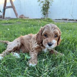 Beverly - Red and white female Cockapoo puppy in Mesa, Arizona from Goldenpaw Cockapoos