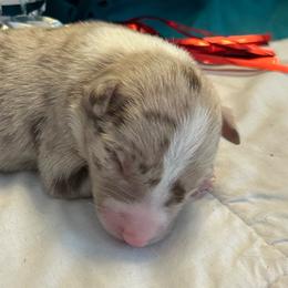 Paris - White and red merle female Border Collie puppy in Henagar, Alabama from Ridge Kap Border Collies
