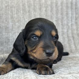 Boy 3 - Black and tan male Dachshund puppy in Allenhurst, Georgia from B’s Dapper Dachshunds