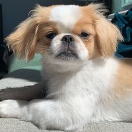 Pekingese from Pekingese Puppy Vegas