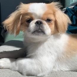 Pekingese from Pekingese Puppy Vegas