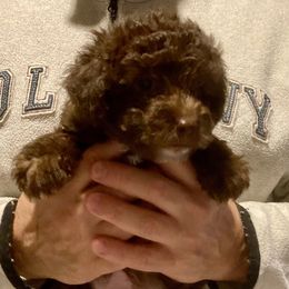 Logan (Leo) - Chocolate male Yorkipoo puppy in Martin, Tennessee from Danza Bolo