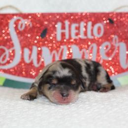 Nitro - Dapple male Dachshund puppy in Bellville, Ohio from JK Mini Doxies