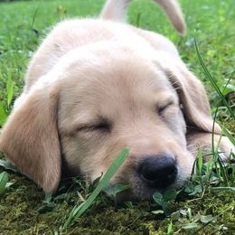 Labrador Retrievers from GreyHavens Retrievers