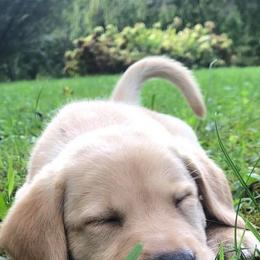 Labrador Retrievers from GreyHavens Retrievers