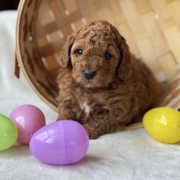 Brook - Red female Cavapoo puppy in Orrstown, Pennsylvania from Pawfect Fur Friends
