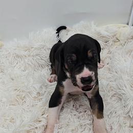 Dr. Finklestein - Mantle male Great Dane puppy in Caldwell, Idaho from Miner's Dynamic Danes