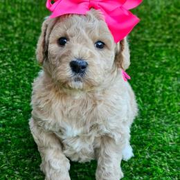 Kaia's Pink Girl - female Goldendoodle puppy in Kountze, Texas from Texas Doodles LLC
