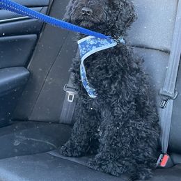 MINK - Labradoodle puppy in Vallejo, California from Ginger Pupoodles