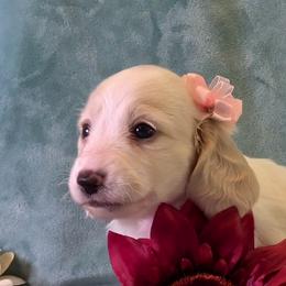Girl 1 - Cream female Dachshund puppy in Mt. Sterling, Illinois from Doxie Do's