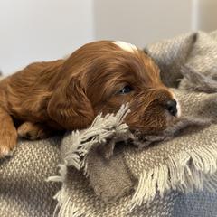 Cavapoo Puppies from MoonBeam Pups