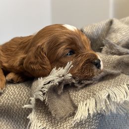 Cavapoo Puppies from MoonBeam Pups