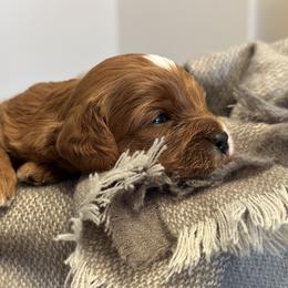 Cavapoo Puppies from MoonBeam Pups