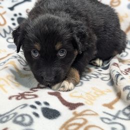 Maize - Black tri-color female Australian Shepherd puppy in Squaw Valley, California from A&M Australian Shepherds