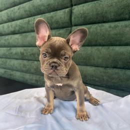 Hammy - Tricolors female French Bulldog puppy in Miami, Florida from Kehaulani's French Bulldogs