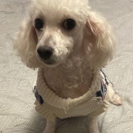Felicia - Poodle