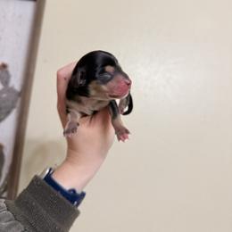 Girl 2 - Black and cream female Dachshund puppy in Rising Star, Texas from Boring Weenies