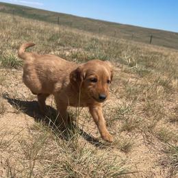 Ace - Golden male Golden Retriever puppy in Wellington, Colorado from High Country Golden Retrievers