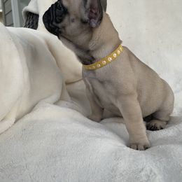 French Bulldog Puppies from Fabi's French Bulldogs