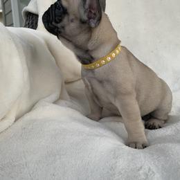French Bulldog Puppies from Fabi's French Bulldogs
