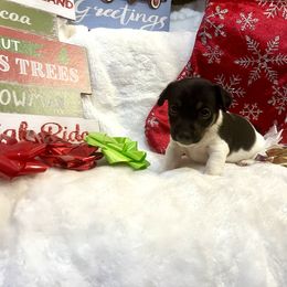 Border Collie and Jack Russell Terrier Puppies from CP FARMS BORDER COLLIES N JACKS CORP