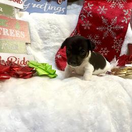 Border Collie and Jack Russell Terrier Puppies from CP FARMS BORDER COLLIES N JACKS CORP