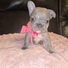Elsie - Blue fawn female French Bulldog puppy in Graham, Washington from Olivia's Miniature Schnauzer's and French Bulldogs