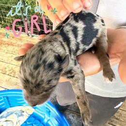 Hula - Merle female Goldendoodle puppy in Willits, California from Big Island Goldendoodles