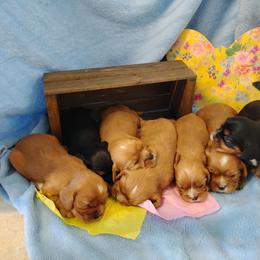 Cavalier King Charles Spaniel Puppies from Apple Blossom Cavaliers