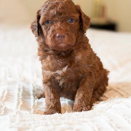 Hopper - Red  male Goldendoodle puppy in Sallisaw, Oklahoma from Huddle Puppies