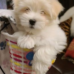 Coton de Tulear Puppies from Classy Cotons
