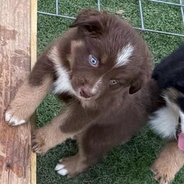 RTF - Red tri female Miniature Australian Shepherd puppy in Bethany, Illinois from Rachel at Marrowbone Creek Aussies